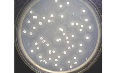 Tetrasiklin, Antibiotik yang Dihasilkan Streptomyces aureofaciens