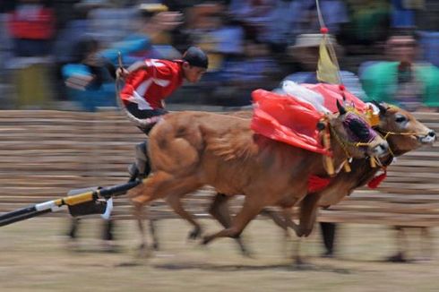 Dilarang MUI, Karapan Sapi Kekerasan Tetap Digelar