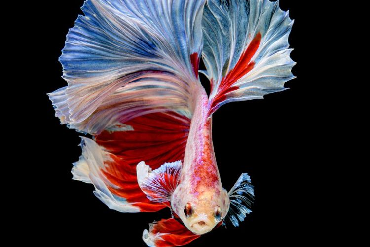 Ilustrasi ikan cupang di akuarium. 