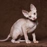 Mengapa Kucing Sphynx Tidak Memiliki Bulu?