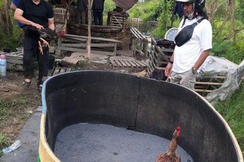 Propam Polda Kalsel Gerebek Judi Sabung Ayam Diduga Dibekingi Polisi