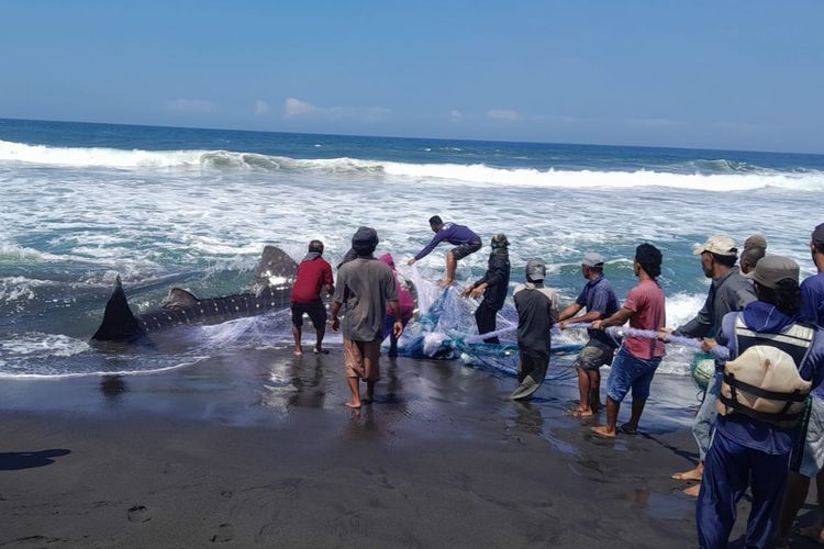 Ikan hiu sepanjang 6 meter tersangkut jaring nelayan Pantai Jatimalang dan terseret hingga bibir pantai. Akibatnya, ikan hiu tersebut, mati dan akan dikuburkan di Pantai Jatimalang. 