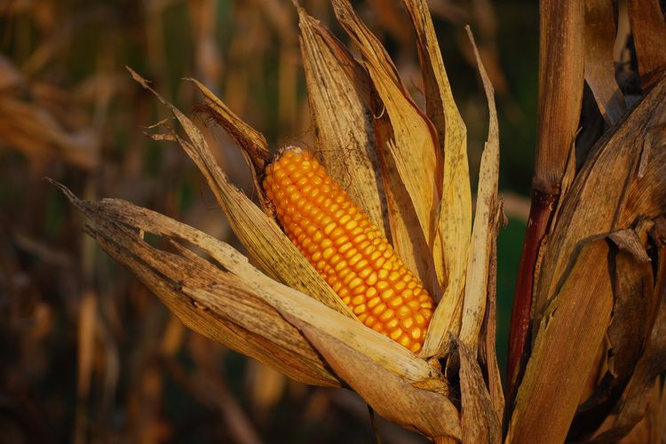Ilustrasi tanaman jagung.