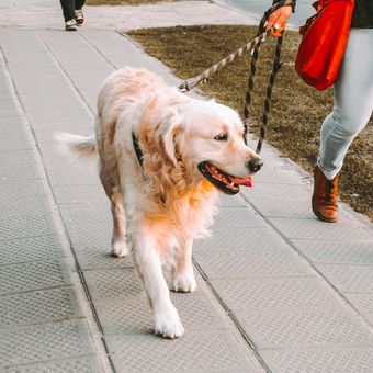 Ilustrasi anjing, ilustrasi mengajak anjing berjalan atau berolahraga