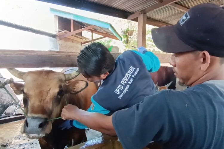 Sebanyak empat ekor hewan kurban milik peternak di Polewali mandar, Sulawesi barat ditemukan positif terjangkit PMK, Selasa (4/6/2024).