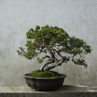 Ilustrasi tanaman bonsai