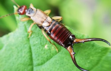 Tips Mencegah dan Membasmi Serangga Cocopet dari Pekarangan Rumah