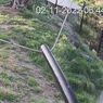 Video Lima Ekor Singa Kabur dari Kebun Binatang di Sydney Dirilis