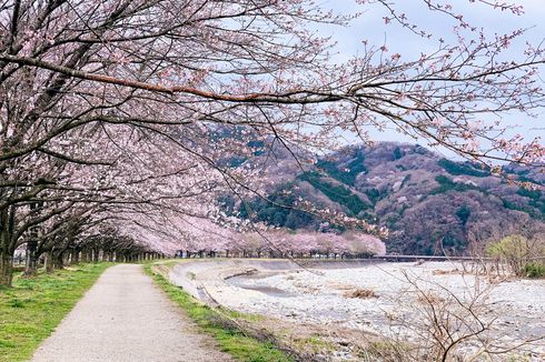 Kemenparekraf Tanggapi Turis Indonesia yang Rusak Pohon Sakura di Jepang