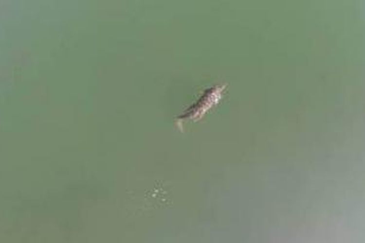 Foto yang diambil dari situs YouTube ini memperlihatkan seekor buaya yang tengah berenang di sebuah danau buatan di pulau Kreta, Yunani. Kemunculan buaya ini menghebohkan warga setempat karena pulau Kreta bukanlah habitat alami buaya.