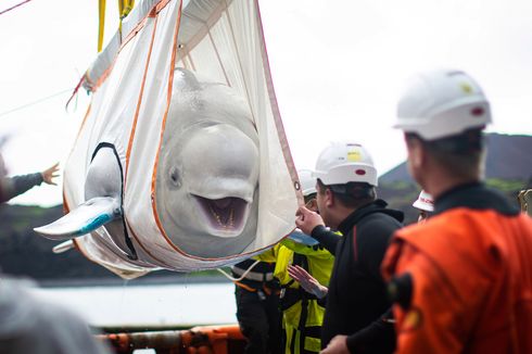 Seekor Paus Beluga Terlihat Tersenyum kepada Manusia ketika Dipindahkan ke Habitat Lebih Luas