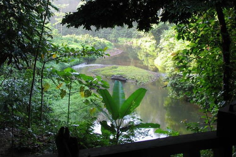 Hutan Hujan Tropis Sumatera.