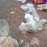 Pria yang Diduga Buang 20 Bangkai Kucing di Banjarmasin Ditangkap