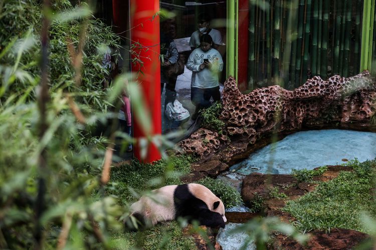 Pengunjung saat berada di Istana Panda, Taman Safari Indonesia, Cisarua, Bogor, Jawa Barat, Jumat (5/2/2021). Taman Safari Indonesia bersiap menyambut Perayaan Imlek ke 2572 yang jatuh pada Jumat, 12 Februari 2021 mendatang dengan memasang berbagai dekorasi dengan ornament dominasi warna merah disertai gantungan lampion dan beberapa asesoris hiasan.