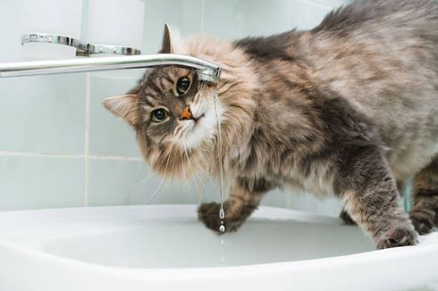 Alasan Kucing Peliharaan Anda Suka Minum Air dari Keran
