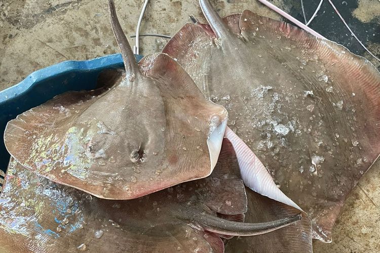 3 Cara Bersihkan hingga Filet Ikan Pari, Buang Tulangnya
