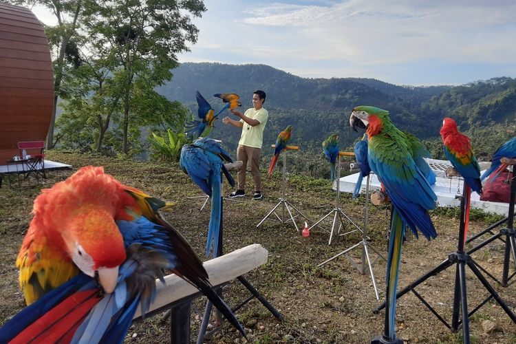 Bupati Kendal, Dico M Ganinduto, dengan burung Macaw miliknya. KOMPAS.COM/SLAMET PRIYATIN