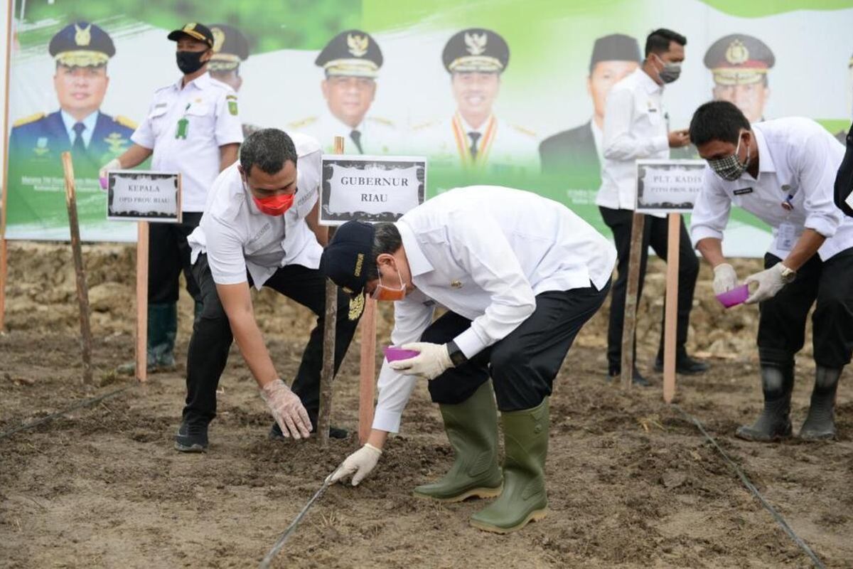 Gubernur Riau Syamsuar menanam jagung dan ubi kayu di lahan milik Pemprov Riau yang dikelola kelompok tani di Desa Rimbo Panjang, Kecamatan Tambang, Kabupaten Kampar, Riau (6/5/2020). Penanaman ini dilakukan untuk antisipasi krisis pangan saat wabah virus corona (Covid-19).