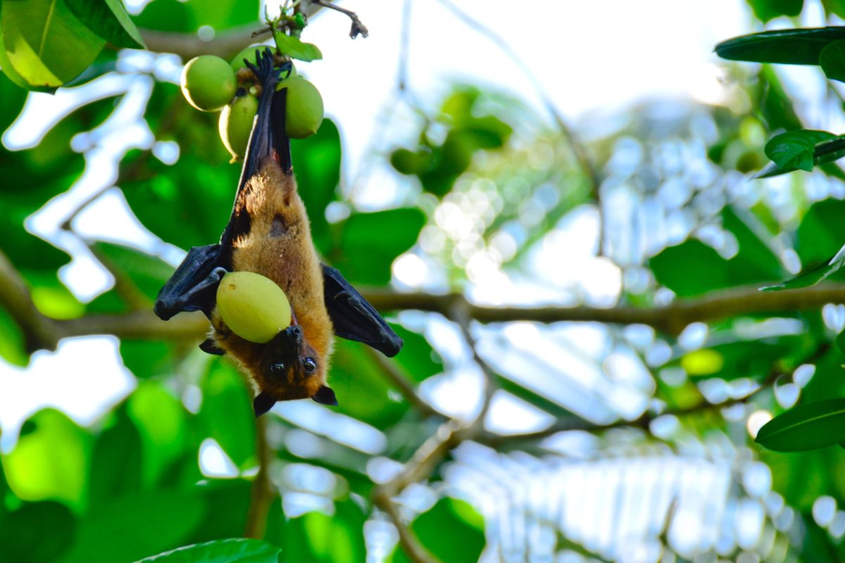 Ilustrasi kelelawar buah bergelantung di pohon.