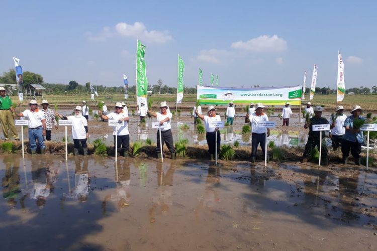 PT Petrokimia Gresik (PG), anak usaha PT Pupuk Indonesia (Persero), dan PT Jasa Asuransi Indonesia (Asuransi Jasindo) meluncurkan program Cerdastani di Desa Senori, Kecamatan Merakurak, Tuban, Jawa Timur, Senin (23/7/2018)