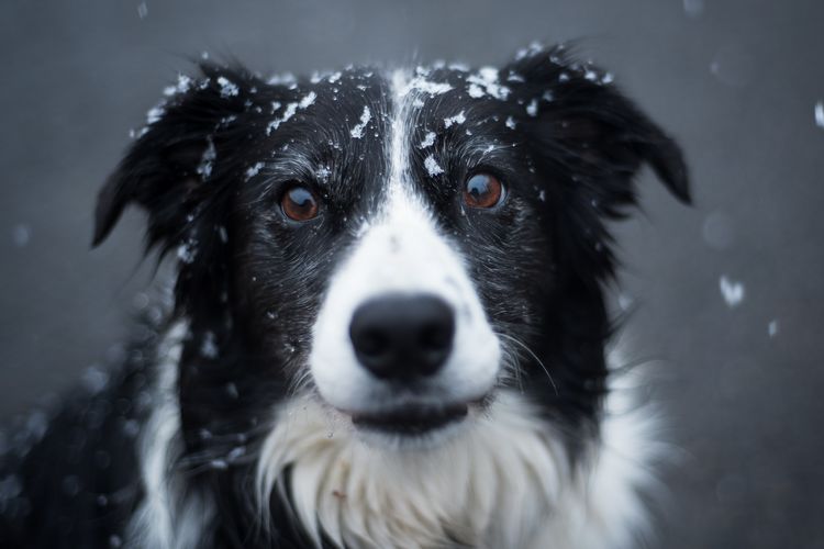 Anjing border collie