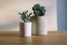 Mudah dan Murah, DIY Pot Bunga Minimalis dari Semen