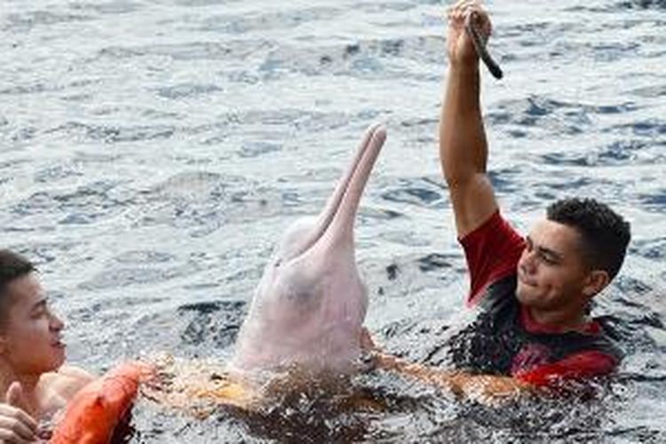 Lumba-lumba merah muda atau dalam bahasa lokal disebut Boto banyak dijumpai di cekungan Amazon, termasuk di Sungai Hitam atau Rio Negro, Brasil. Jenis lumba-lumba air tawar ini termasuk satwa paling dilindungi oleh Pemerintah Brasil.