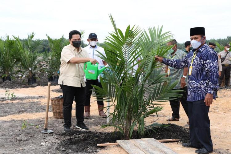 Menteri BUMN Erick Thohir melakukan penanaman bibit sawit unggul bersertifikat bersama PTPN V di Riau beberapa waktu lalu.