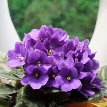 Ilustrasi bunga African violet.