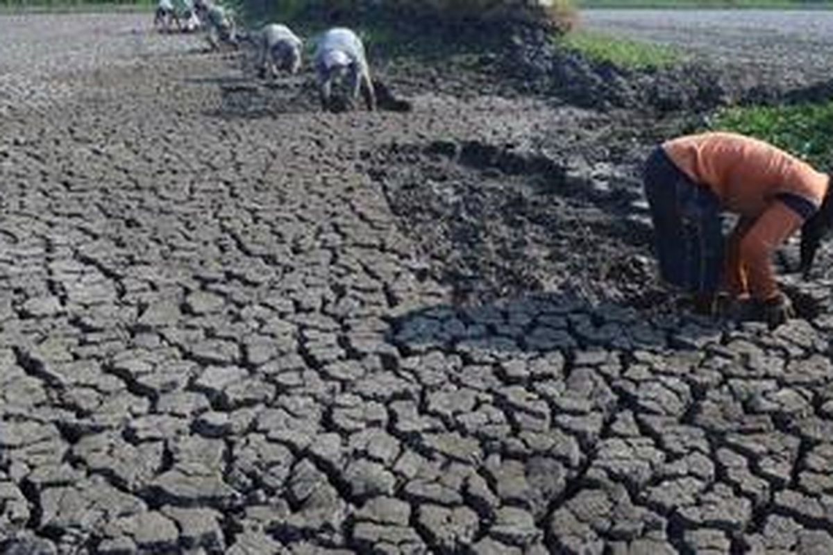 ILUSTRASI kekeringan 