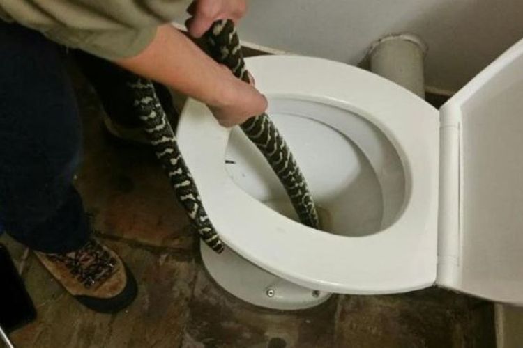 Seekor ular piton karpet tampak sedang dikeluarkan dari dalam toilet warga di Australia.
