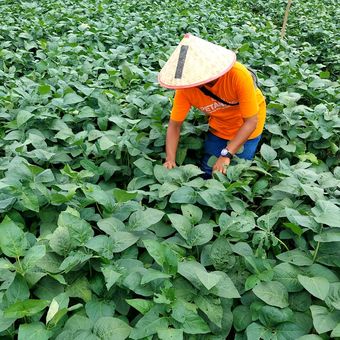 Ilustrasi petani sedang memeriksa tanaman edamame di lahannya, Jumat (18/11/2022).