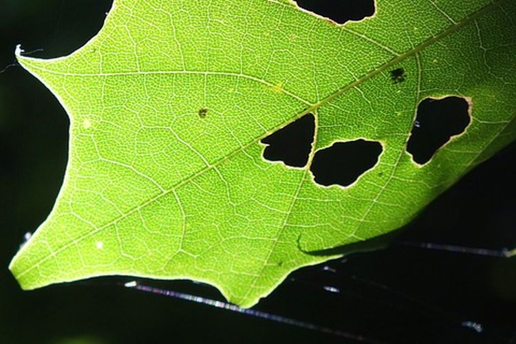 Ilustrasi daun sayuran berlubang