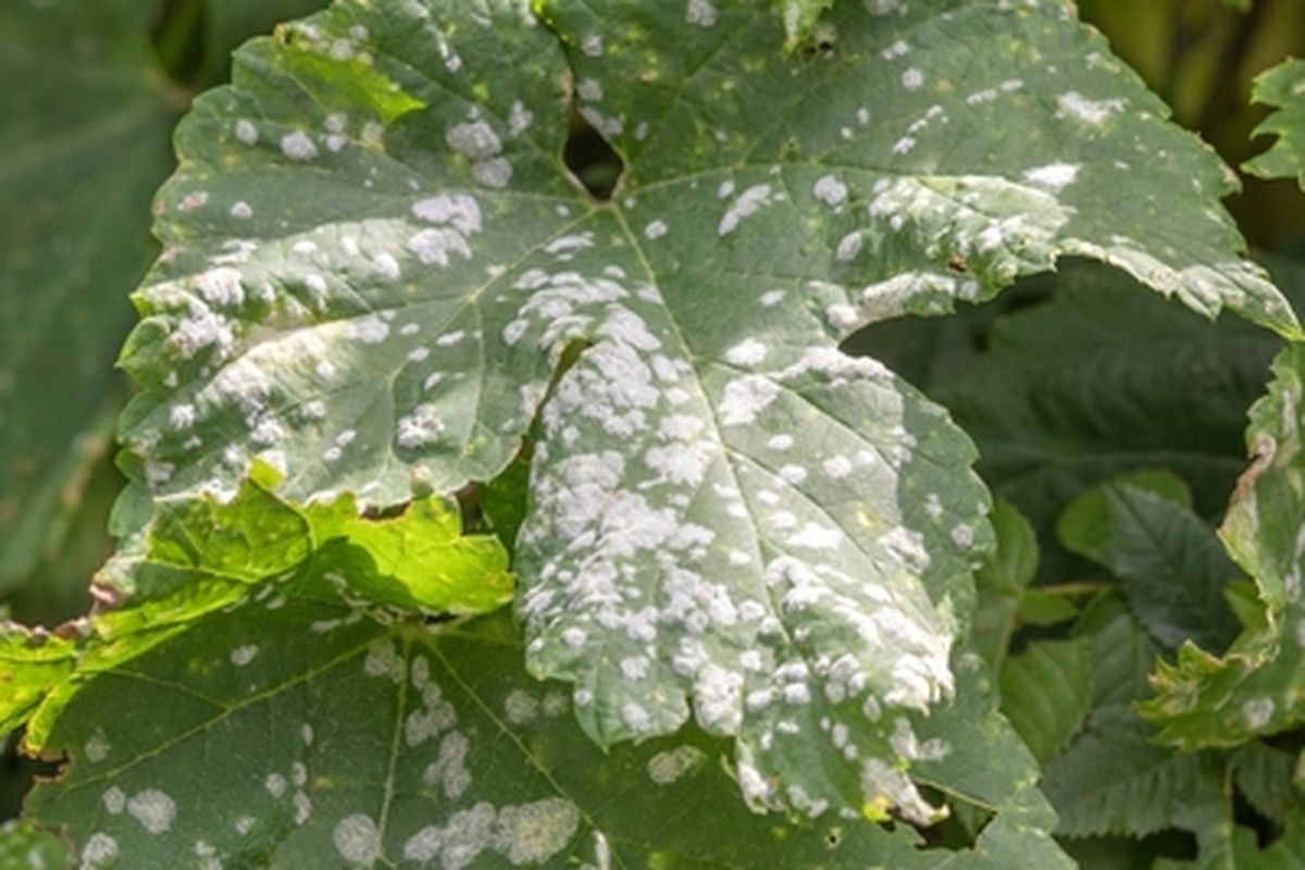 Ilustrasi penyakit tanaman anggur