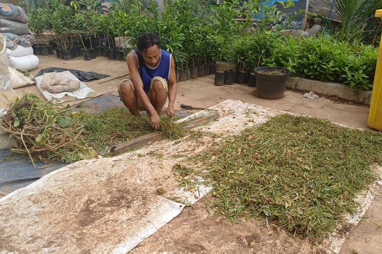 Kelompok Tani Kampung Bayam Olah Gulma dan Sampah Pasar Jadi Pupuk untuk Urban Farming