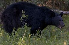 Kebun Binatang China Bantah Dugaan Beruangnya Manusia Pakai Kostum