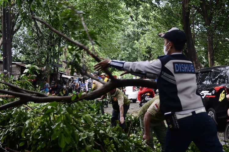 Pria di Sleman Meninggal Tertimpa Pohon, Dampak Hujan Deras Disertai Angin Kencang