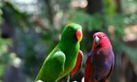 Belajar Biologi di Alam, dari Jejak Satwa hingga Burung