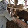Jelang Idul Adha, Stok Kambing di Tanjungpinang Terbatas, Hewan Kurban Diganti Sapi