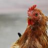 Viral Ayam Jago Berkokok 