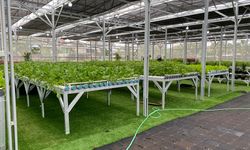 SPPG Palmerah Punya Greenhouse, Tanam Hidroponik hingga Budidaya Ikan untuk MBG