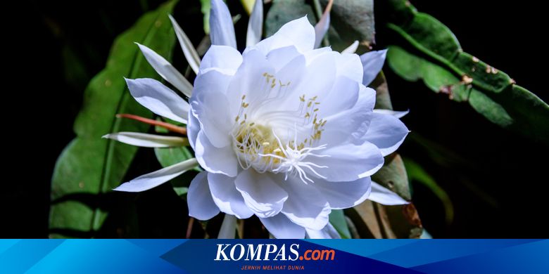 Cara Tepat Merawat Tanaman Bunga Wijaya Kusuma
