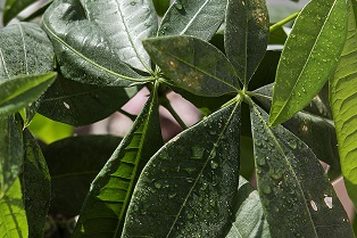 Penyakit Apa yang Tidak Boleh Makan Daun Singkong?