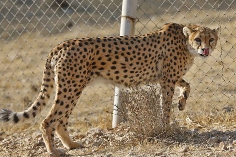 Cheetah Asia jantan bernama Koushiki tengah berjalan di taman penangkaran terbesar Iran, Pardisan. Hewan ini terancam punah dengan populasi di seluruh Iran tinggal 50 ekor