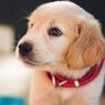 Cara Menghilangkan Bau Urine Anjing yang Menempel di Karpet