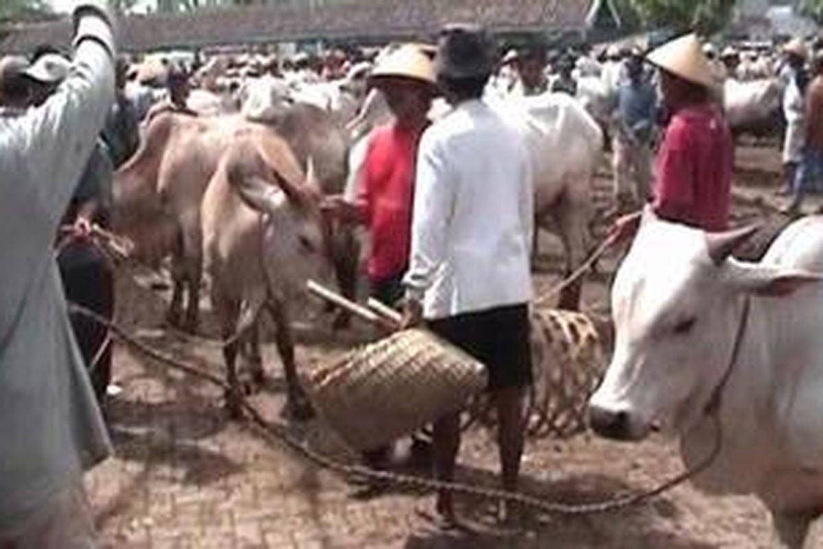 Perdagangan sapi lokal di pasar hewan Siyono, Kecamatan Playen, Kabupaten Gunungkidul, Jumat (10/6/2011).