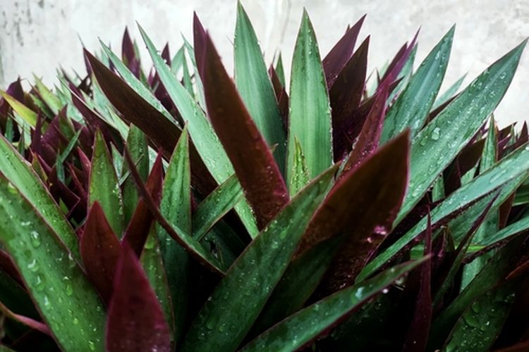 Ilustrasi tanaman adam hawa