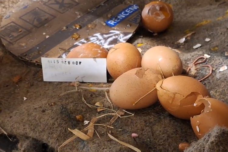 TELUR PECAH—Inilah telur pecah yang diminati banyak pembeli setelah harga telur naik menjadi Rp 30.000 perkilogramnya,.