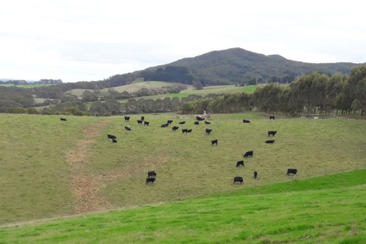 Sekitar seperempat ekspor produk makanan Australia berasal dari Victoria, dan daging sapi pakan rumput adalah andalannya. 