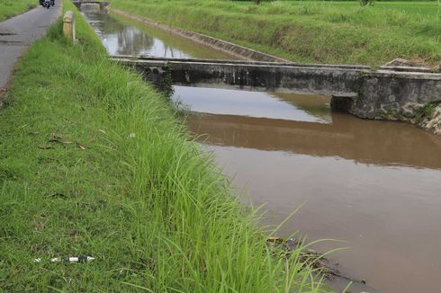 Seluas 554 Hektar Sawah di Sleman Terdampak Ditutupnya Selokan Mataram